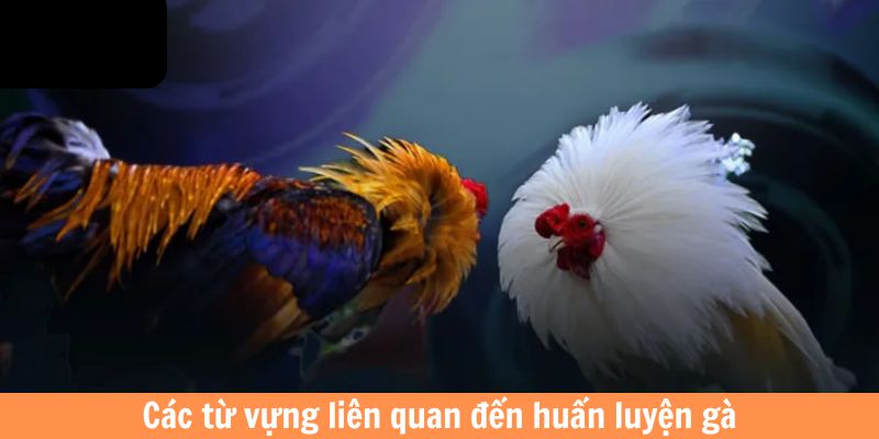 Các từ vựng liên quan đến huấn luyện gà