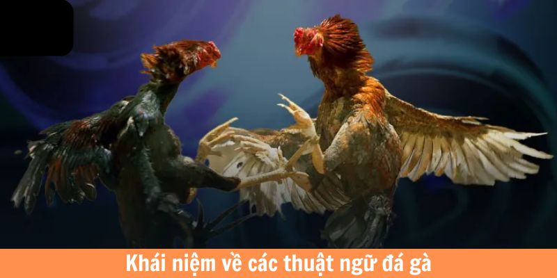 Khái niệm về các thuật ngữ đá gà