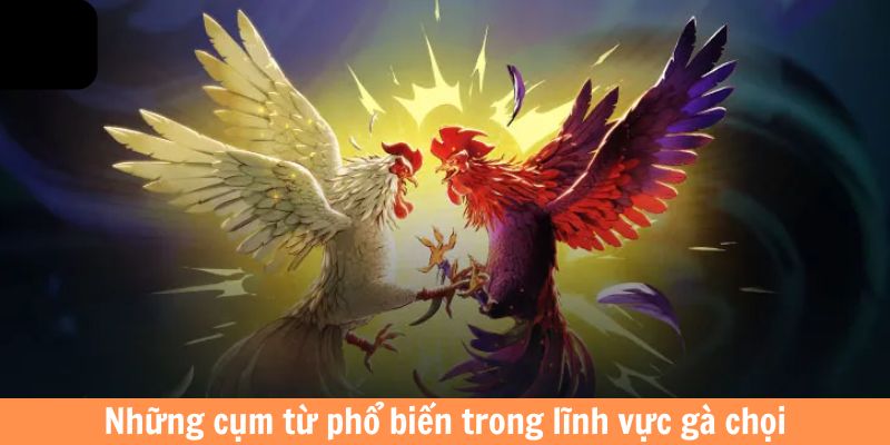 Những cụm từ phổ biến trong lĩnh vực gà chọi