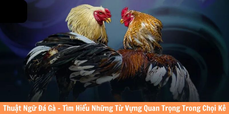 thuật ngữ cá cược đá gà